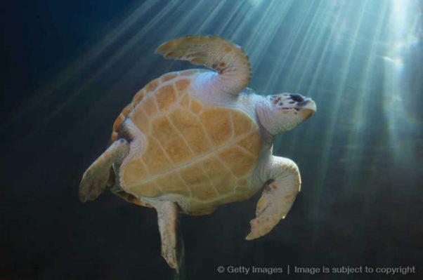 this turtle just doesn't give a fuck.