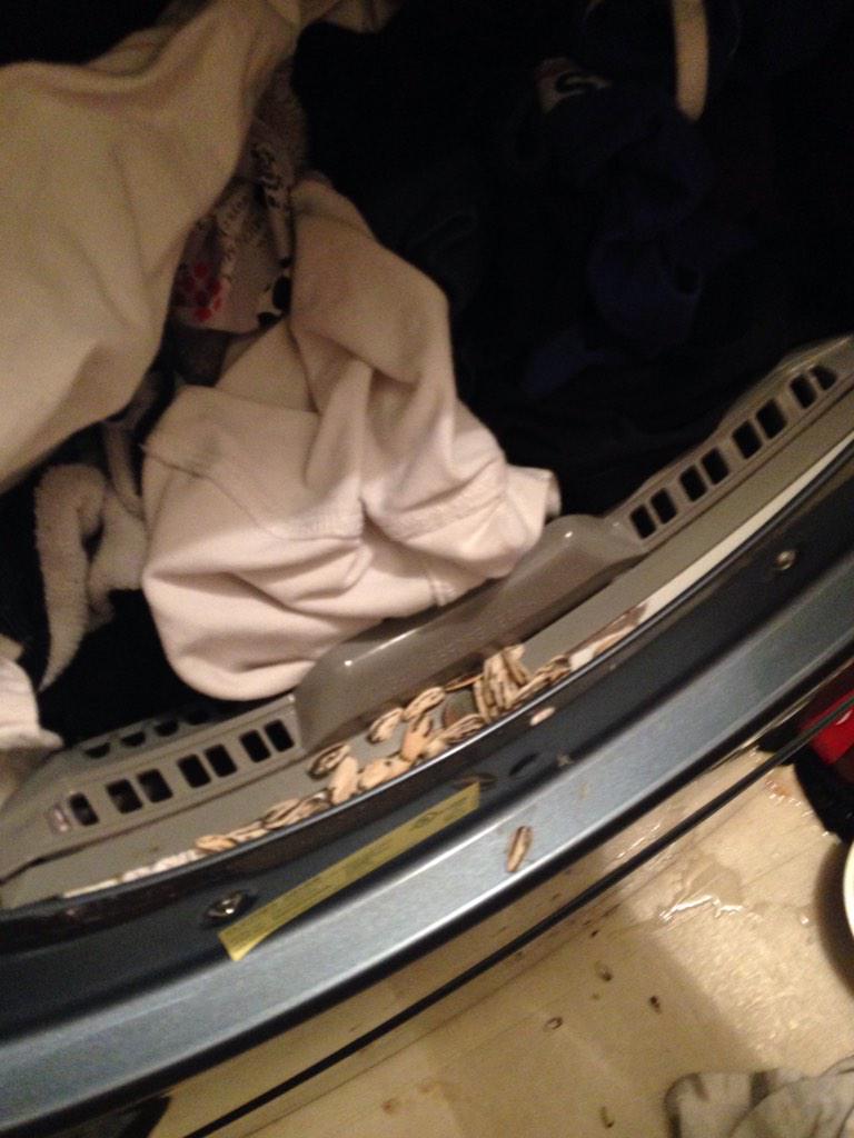 savceboy's tweet image. When you leave your seeds in your pants on laundry day #baseballproblems