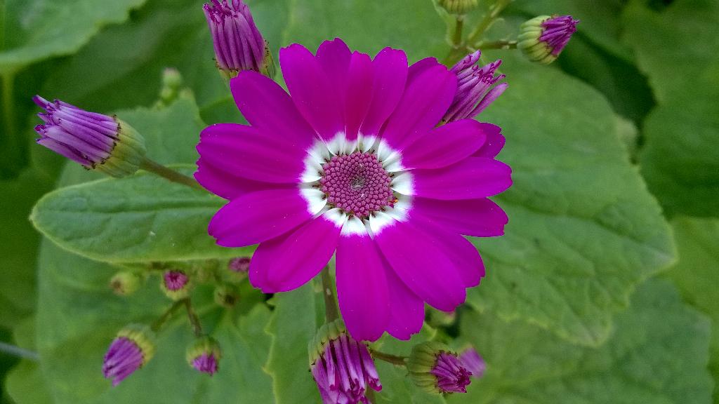 NadeemNaqviNNg's tweet image. #SpringInDelhi lovely flowers blooming making #Delhi colourful and majestic.Captured from @Lumia730. Thanks @Lumia