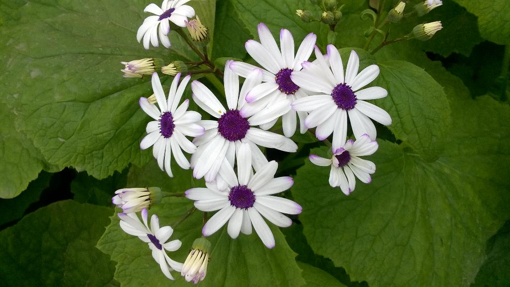 NadeemNaqviNNg's tweet image. #SpringInDelhi lovely flowers blooming making #Delhi colourful and majestic.Captured from @Lumia730. Thanks @Lumia