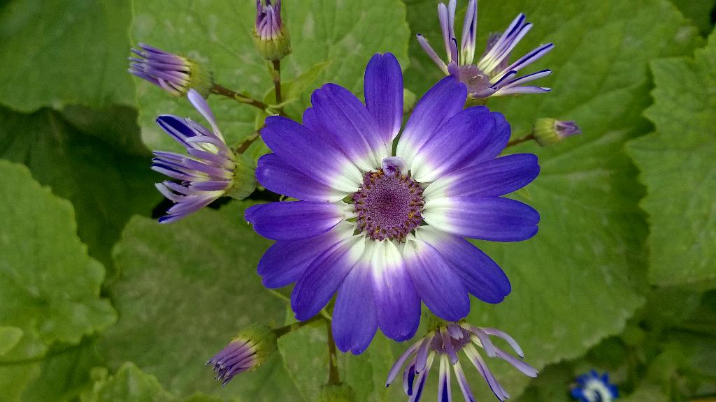 NadeemNaqviNNg's tweet image. #SpringInDelhi lovely flowers blooming making #Delhi colourful and majestic.Captured from @Lumia730. Thanks @Lumia