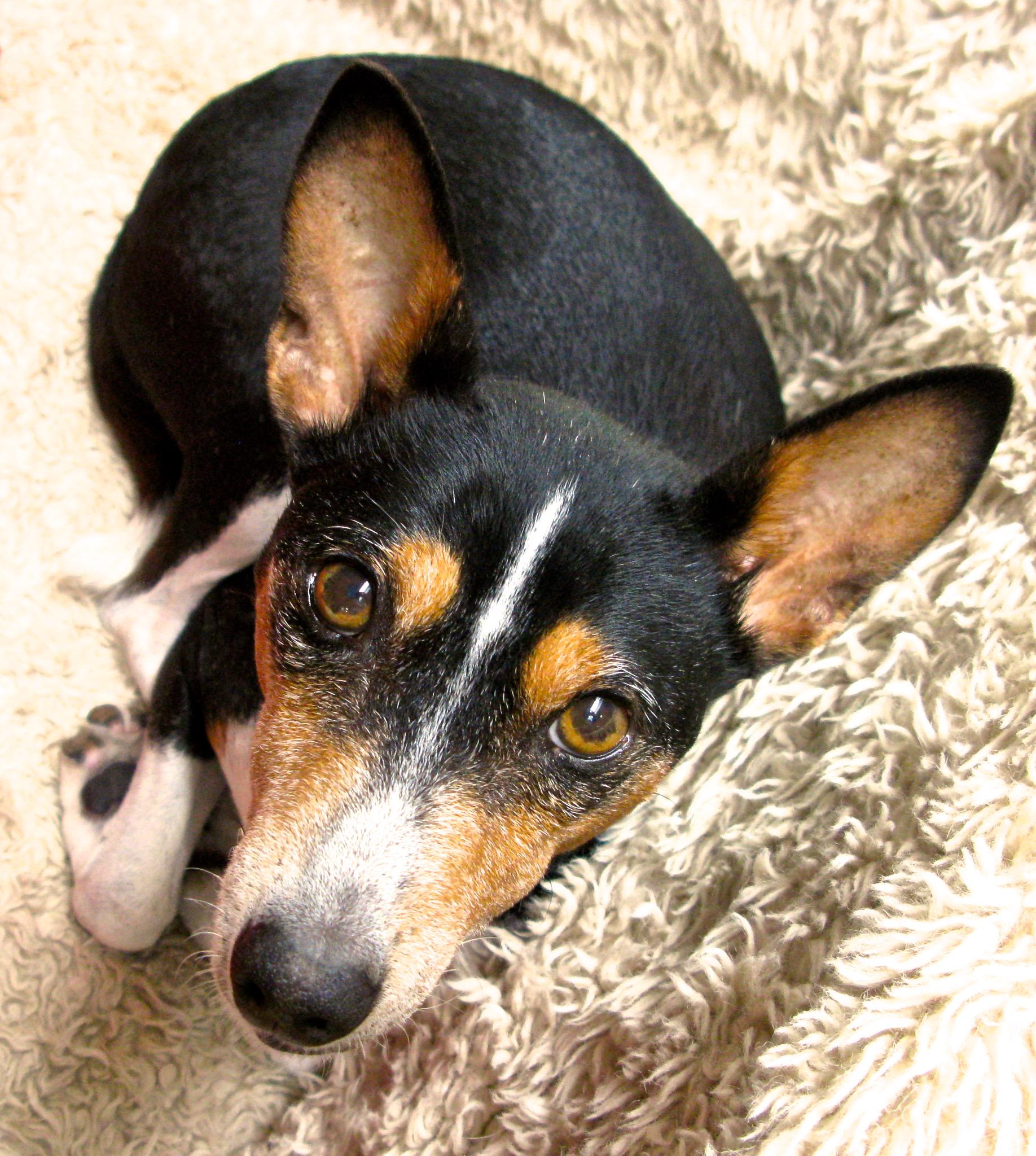Foxhill toy fox terriers 2025