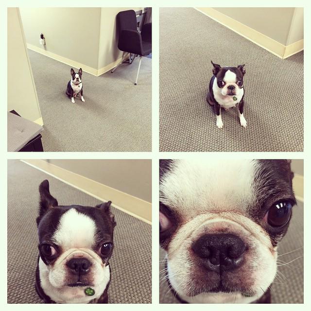 isola7e's tweet photo. #duncan at the office http://t.co/QV9nIskbXD http://t.co/0u18c8ZLzM