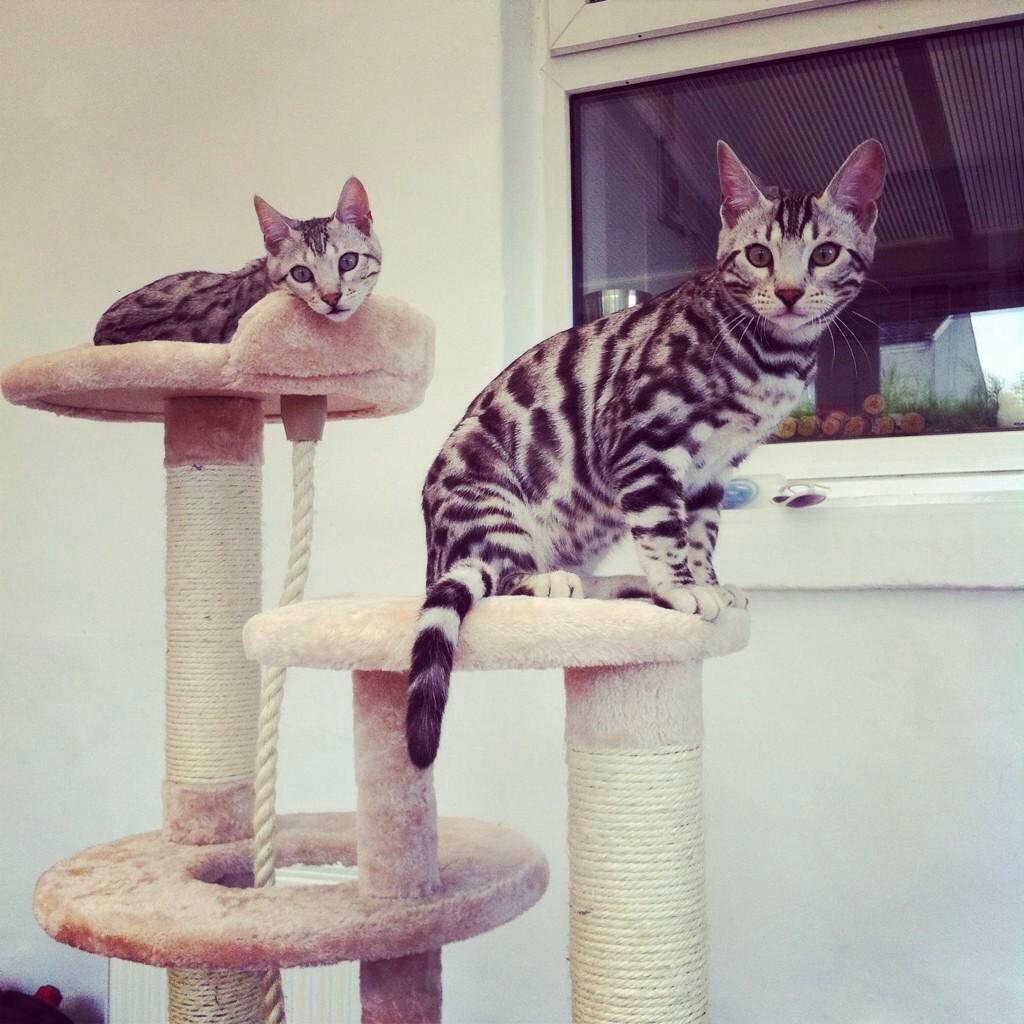 bengalbrothers1's tweet photo. 2 VIP's for the price of 1 ... Double Trouble 😸😸 #VIP3million @PetsatHome http://t.co/HRcLnX2MNb