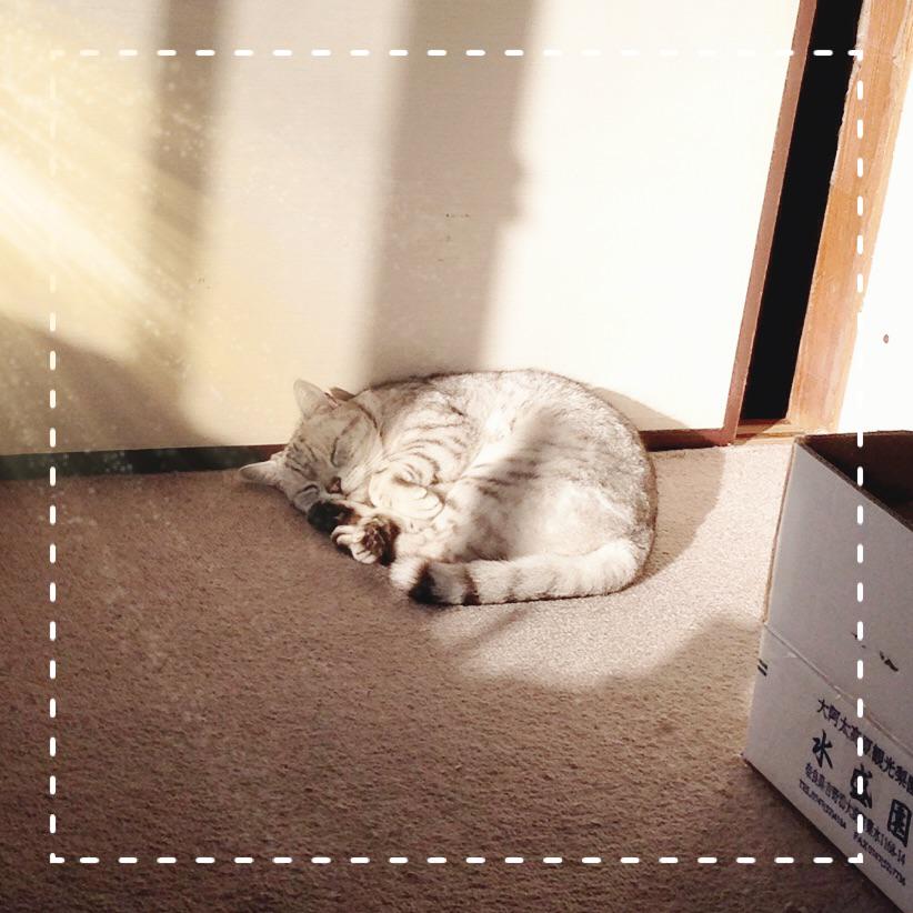 nicofromtokyo's tweet image. 2月あがりの最初の日差し、あったかいんだからぁ #ボス