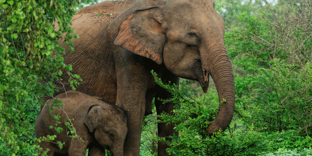 Happy Birthday Wishing you a super day - from the entire team at World Animal Protection x 