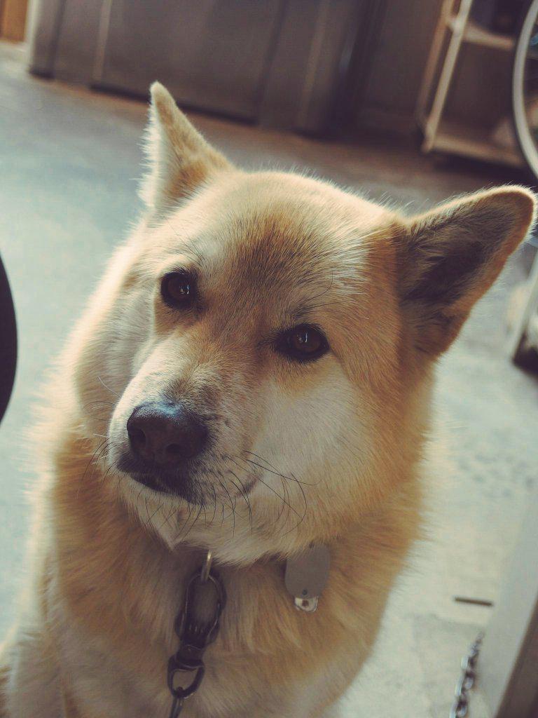 画像 うちのアホ犬が可愛い Http T Co Vpzqeib9me Matomehub まとめハブ 画像 うちのアホ犬が可愛い Http T Co Vpzqeib9me Matomehub まとめハブ
