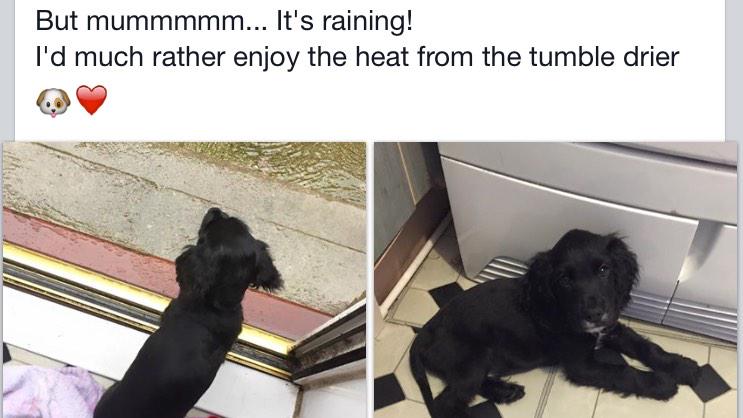 LorenaHall77's tweet image. #puppy #raining #notdaft!