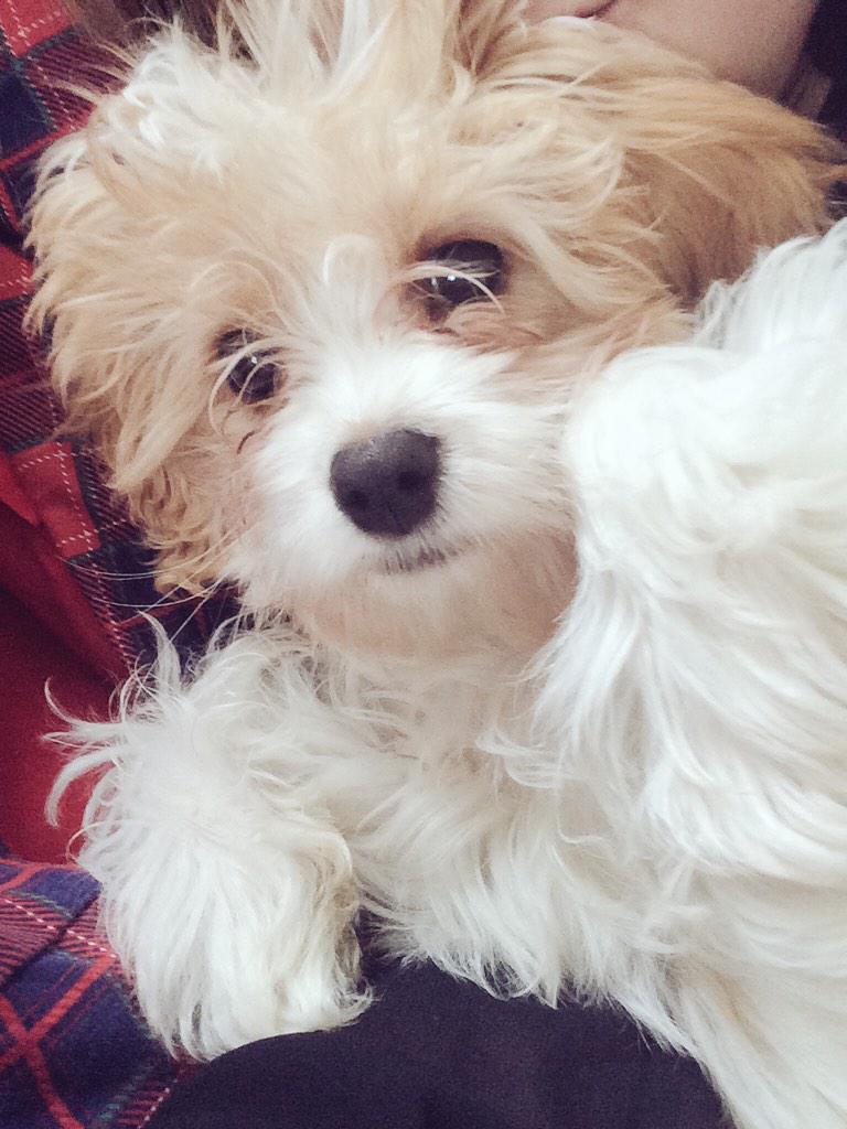 _DonnaLaw's tweet photo. Love this pooch.    #puppy #beautiful #Teddy   🐶💛 http://t.co/MR9Wmtte4p