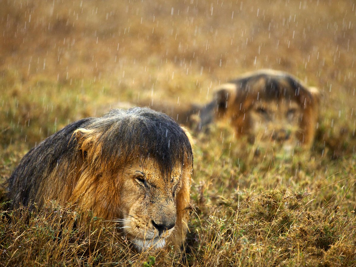 Foto del día: Leones bajo la lluvia en el parque nacional Serengeti  (Tanzania) | National Geographic | Scoopnest