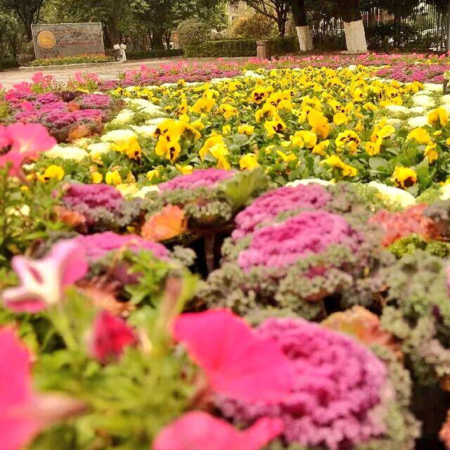 @maisarahmohamad 
#adkdayah #beautifulscenary #beautifulflower #colourful #travel #phothography #gulinggulingguilin