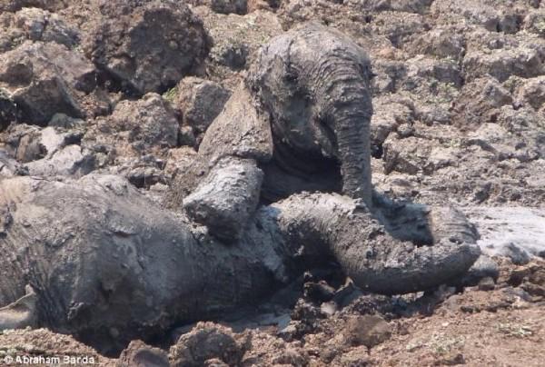 Protect_Wldlife's tweet photo. Heroes, One And All! They Bravely Fought To Rescue An #Elephant &amp; Her Baby Dying In The Mud! http://t.co/2RhZ8bX8oA http://t.co/Er5jPtcecP