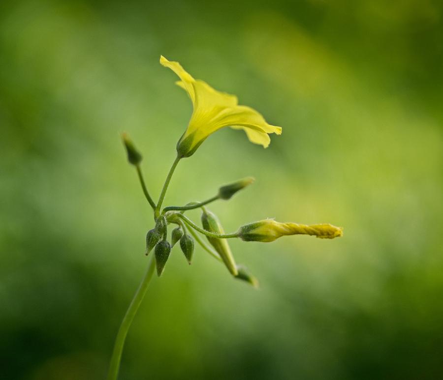 CoverGap's tweet image. purity of light by DJLee - covergap.com/purity-of-ligh… #DiffuseLight #Flowers #Macro #Nature #Spring #SpringFlowers