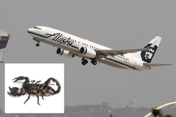 На борту Alaska Airlines пассажирку ужалил скорпион – самолет вернули в аэропорт #смешныеновости #курьез #Weirdnews
