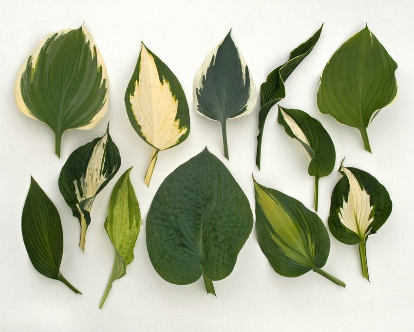 The_RHS's tweet photo. A certain film might have disappointed the masses this weekend, but we never let you down! #50ShadesOfGreen http://t.co/xxHEb0Brhr