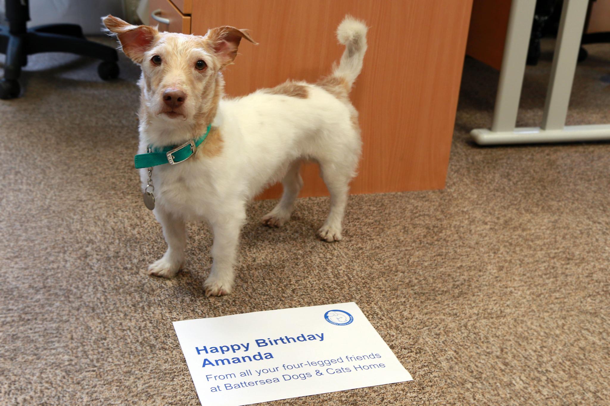 Happy Birthday to our wonderful Ambassador from all of us here at Battersea, including Zack the dog. 