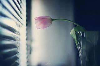 huda19913's tweet photo. انحناء الوردة..لا يعني ذبولها..او اقتراب موتها.
فالزهرة قد تنحني الى نور الشمس
الى حيث الحياة.الى حيث الأمل والسعادة http://t.co/ENkNjY7lGW