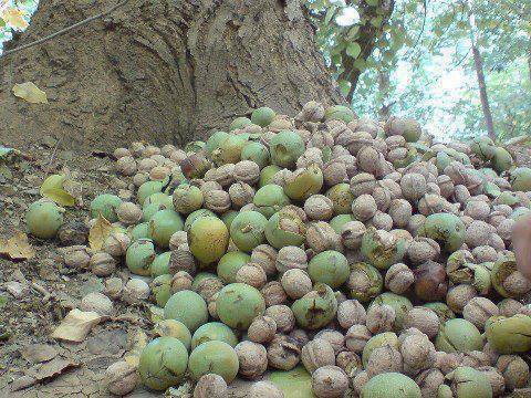 PeshawarX's tweet photo. Akhroot / Ghuzaan ..
#Ghuzaan #Akhroot #Watan #Pathan http://t.co/RmpcpbU7KD