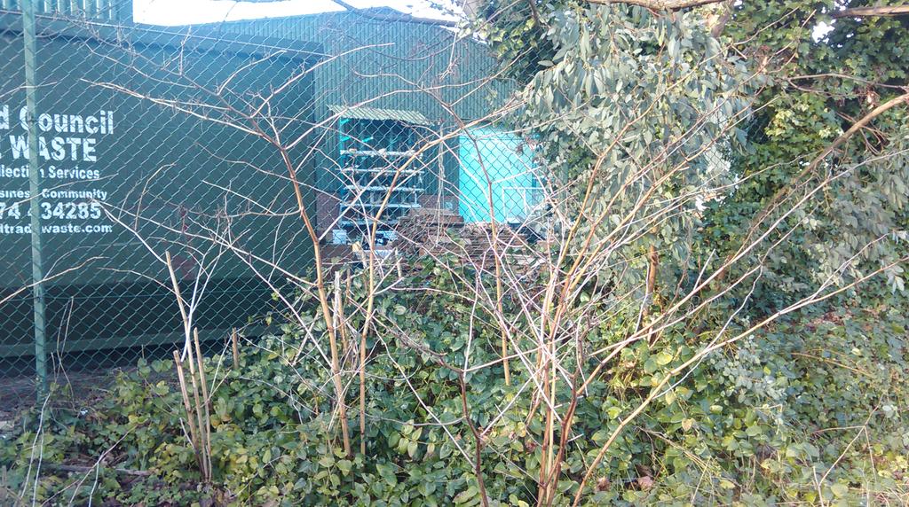 InvasiveWM's tweet image. Japanese Knotweed canes in a customer's garden #bradford #insuranceguarantee