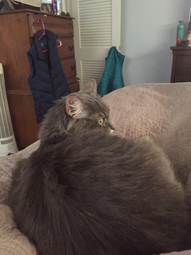 jenlbutl's tweet image. She&apos;s taking good care of me today. #sinuscrapsucks #catshelp