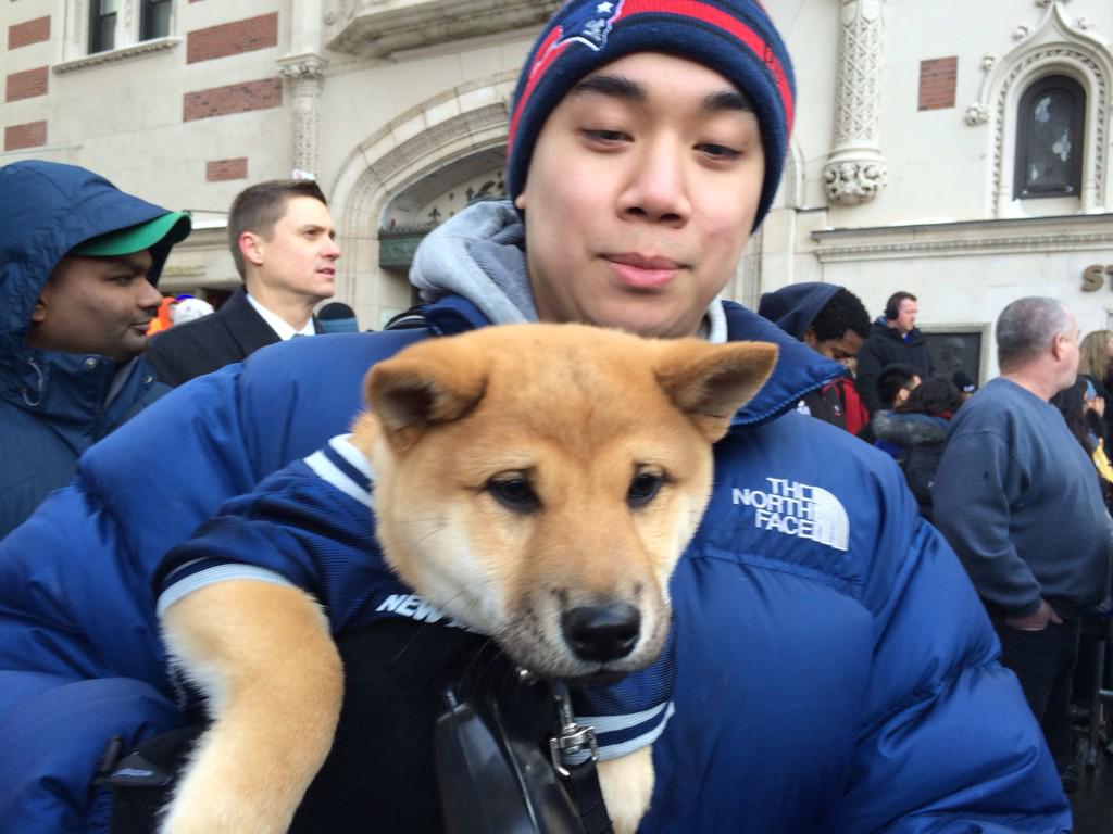 patriots jersey dog