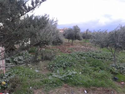narrojava's tweet image. Darên zeytûnê li Amûdê bê xwedî mane
AMÛDÊ - Malbateke ji 5 birayan pêk tê û 100 darên wan ên
hawarnews.com/kurdi/index.ph…