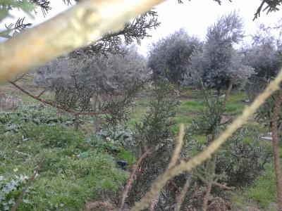 narrojava's tweet image. Darên zeytûnê li Amûdê bê xwedî mane
AMÛDÊ - Malbateke ji 5 birayan pêk tê û 100 darên wan ên
hawarnews.com/kurdi/index.ph…