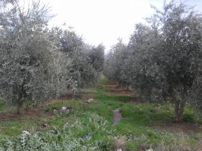 narrojava's tweet image. Darên zeytûnê li Amûdê bê xwedî mane
AMÛDÊ - Malbateke ji 5 birayan pêk tê û 100 darên wan ên
hawarnews.com/kurdi/index.ph…