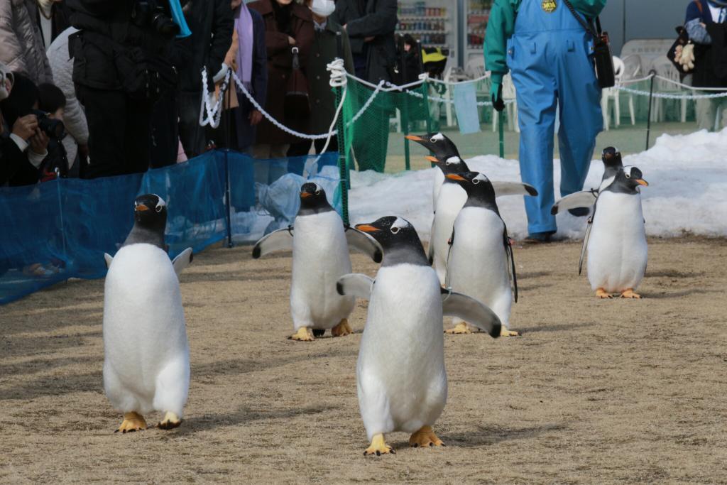 名古屋港水族館よちよちウォークで まさかのペンギン大脱走ww Togetter 名古屋港水族館よちよちウォークで まさかのペンギン大脱走ww Togetter