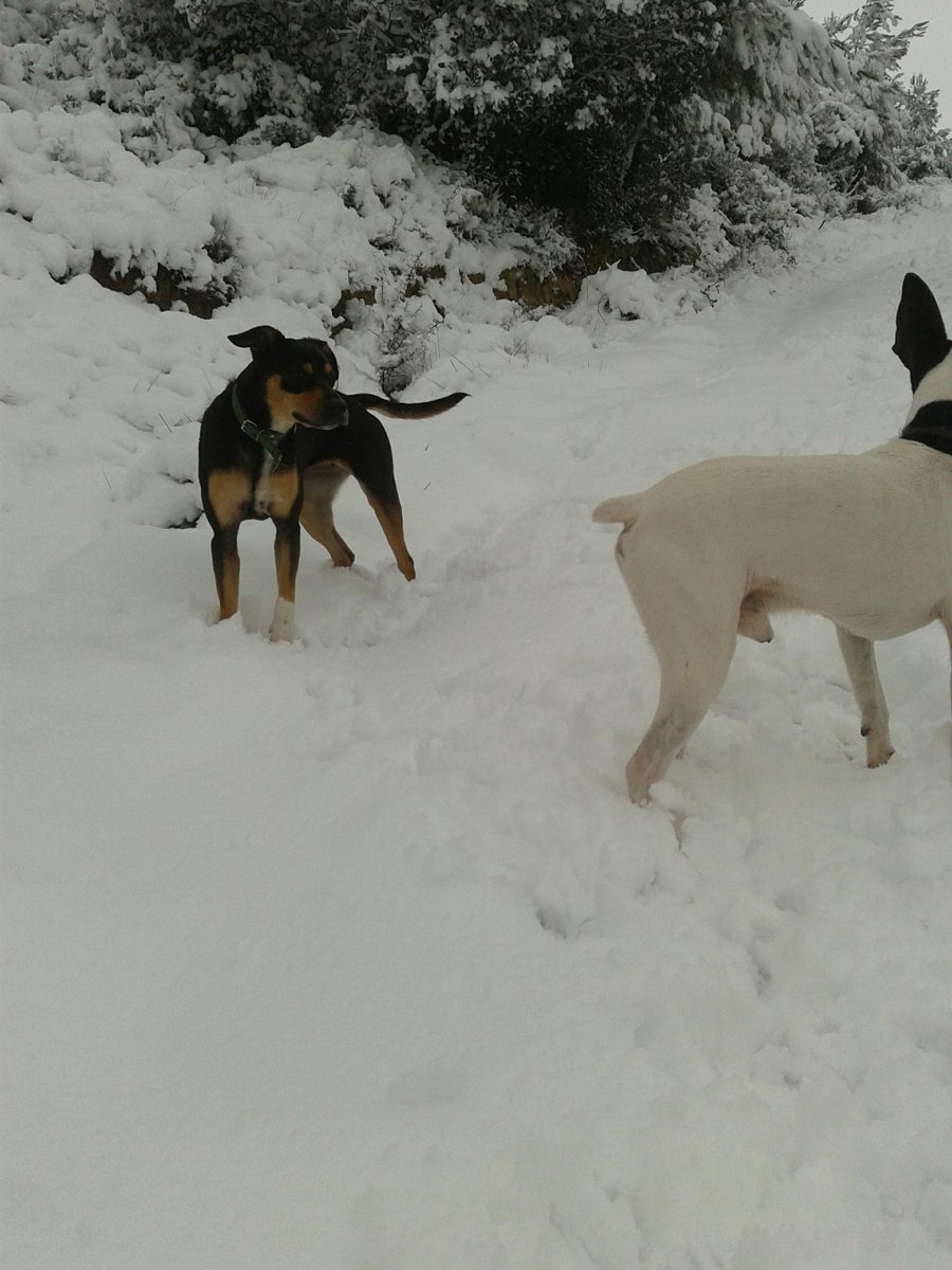 #nevada777 Després no+ calia gaudir! Bona caminada!!! Aquets si que han disfrutat!!!