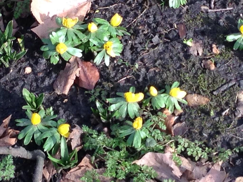 TheKitchenGard's tweet photo. Winter Aconite peeping it's head up in Regent's Park today #eranthis #plantchat #springisonitsway http://t.co/IzDsDqa9A6