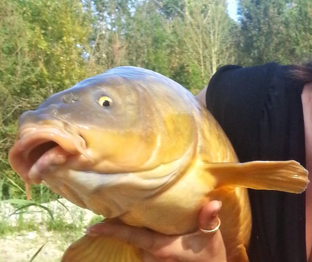 MecetMeuf's tweet photo. Ma première carpe..... http://t.co/oyUxgBBf2Y
