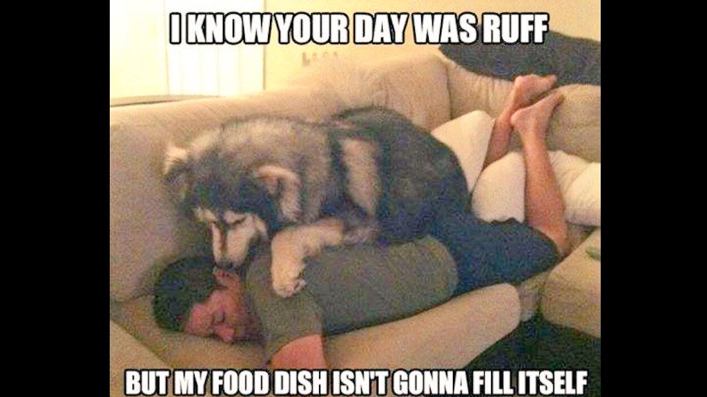 InstructG's tweet image. “@TheG3ntleman: #Malamute http://t.co/AfvwYyqYzH”