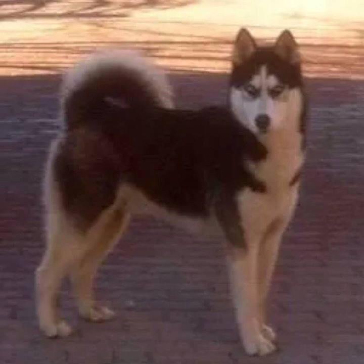 İstanbul/Zeytinburnu Kayıp aranıyor!!
Bulana 1000 tl ödül var.

İletişim 0545 280 84 14