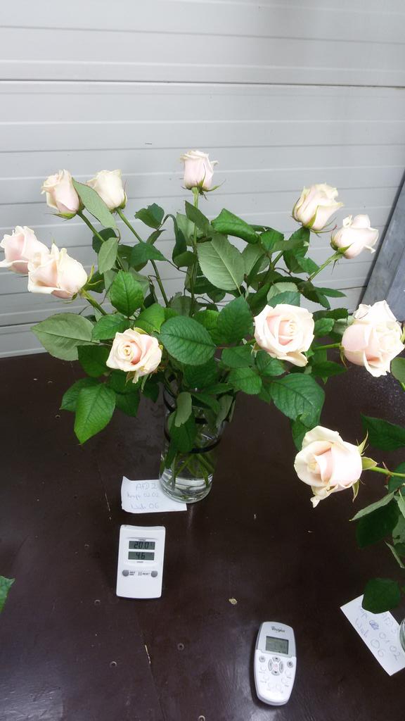Nieuwe houdbaarheidstesten voor deze week weer opgezet voor valentijnsrozen <a href="/OSRoses/">Bart van Os</a> #Qualitycontrol #Talea
