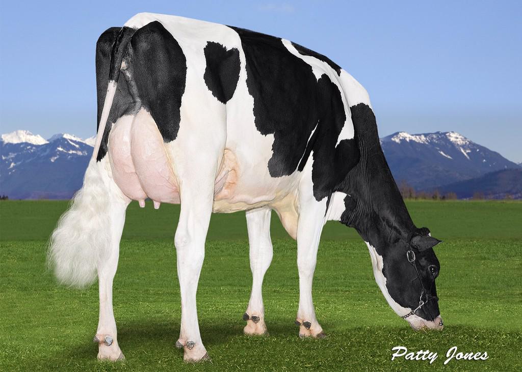 Jolicap Mogul Whisky VG 87 2YR