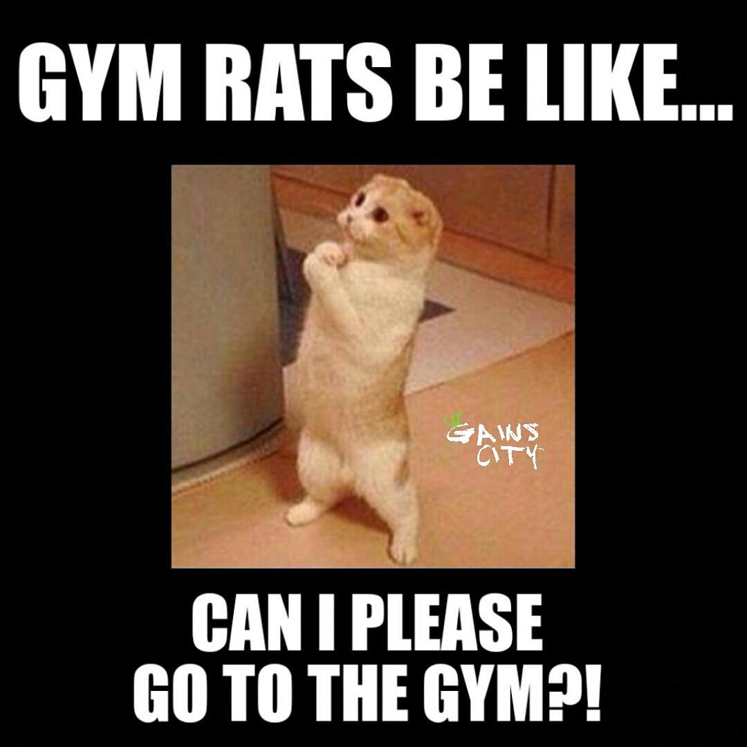 GAINSCITY's tweet photo. Pretty please??! 😭 💪 #ineedmoregains #gainsaddict #ilovegains #gainscity #gains #gainz #fitfam #beastmode #dyel http://t.co/OtsPr9u1cP