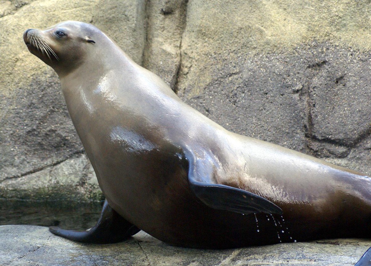 elpasozoo's tweet photo. There’s no LION, Sushi’s favorite food is … sushi! Did you guess who? Full answer here: http://t.co/gPhCzXKvqb http://t.co/fRJOdwVRAs