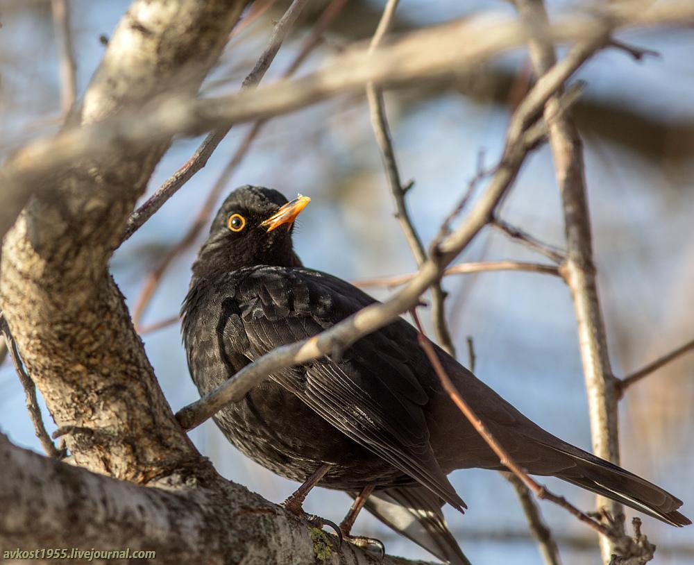 черный дрозд фарфор. локхид sr-71 блэкберд. яйца черного дрозда. черный дрозд 2. самолет sr 71 blackbird черный дрозд.