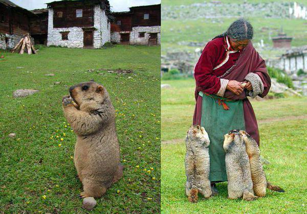 The Legendary Gold-Digging Himalayan Marmot