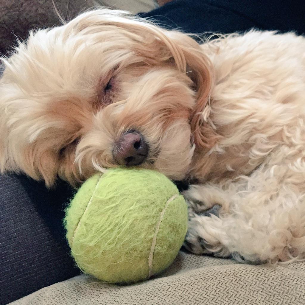 addiepup's tweet photo. current status: dreaming of #tennisballs http://t.co/mVClM80btG