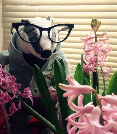 And these my dears are Hyacinths #TheMoreYouKnow #Badgers #SpringIsComing