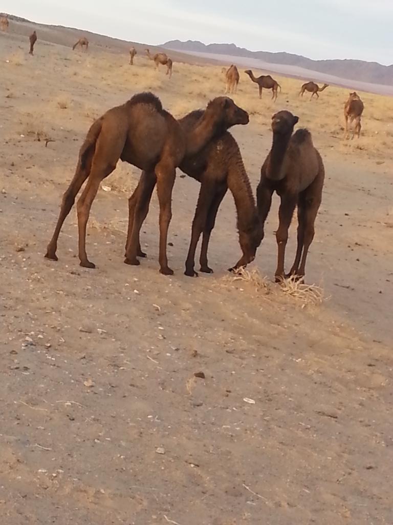 عيسى الحربي  (@hhhdx346) on Twitter photo 