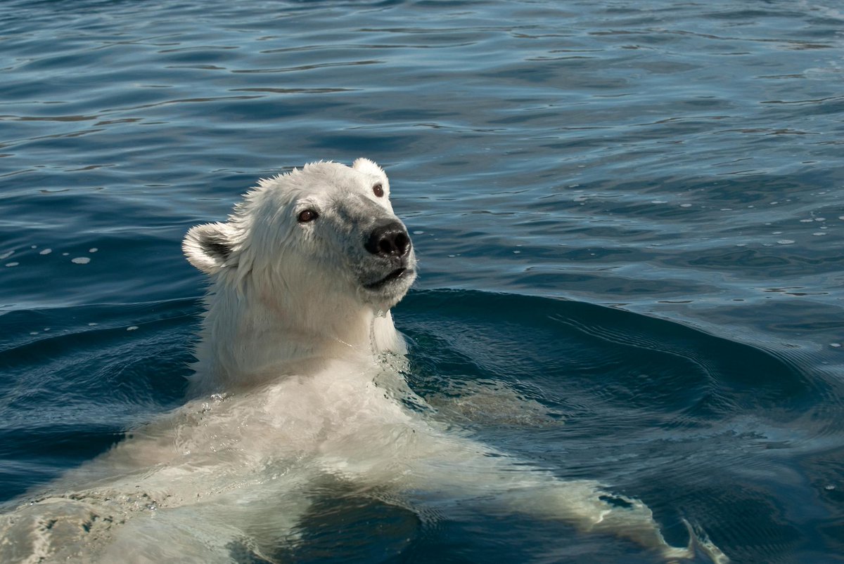 Polar bears are the world's largest nonaquatic predators! WILDFur