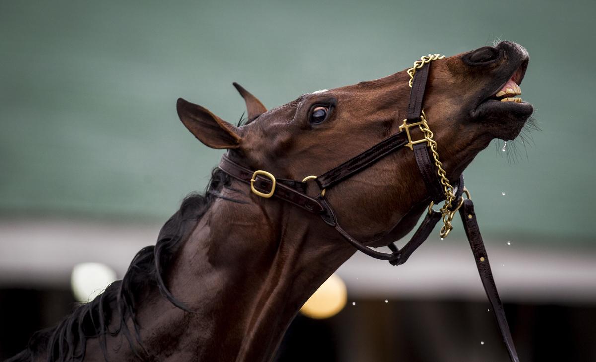 BreedersCup's tweet image. Today our #WCW is #Untapable... Wow, talk about a killer #Smile...