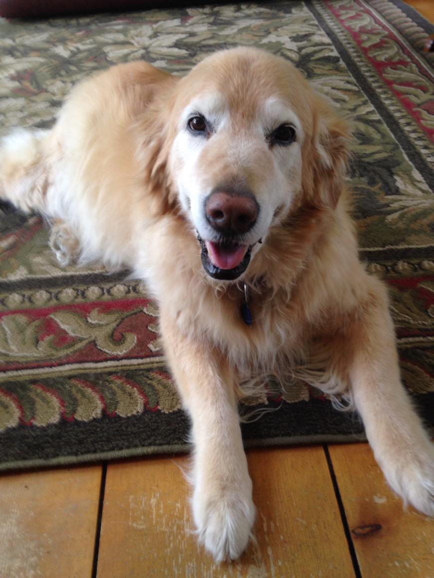  Happy birthday to sweet Otis from our Ruby, a fellow 13 year old! 