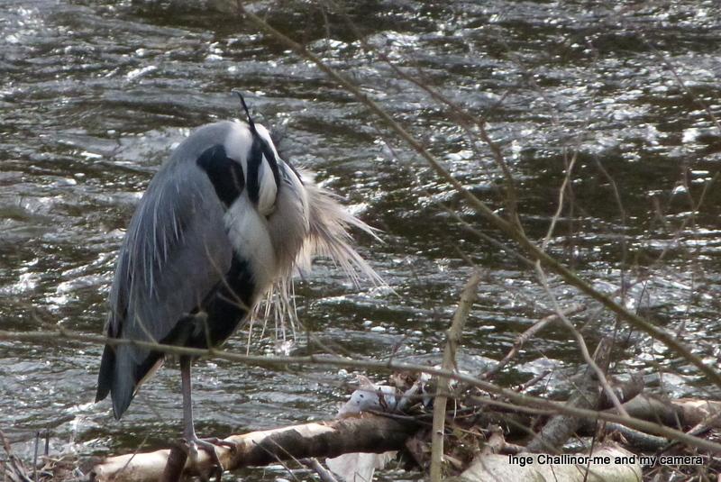 wildlife_news's tweet photo. RT @20purplerain12: Sleepy heron on the river Goyt this afternoon @wildlife_uk #GoytWay #newmills @BirdyNigel http://t.co/EK4MBgjiRZ