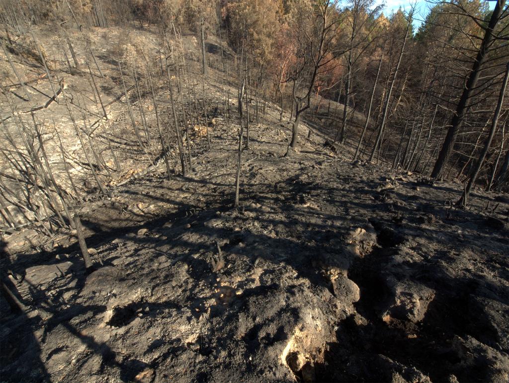 LealKurt's tweet photo. Prescribed burn scheduled for Big Basin Redwoods State Park tomorrow. #bigbasin http://t.co/rLLzeMm6mX