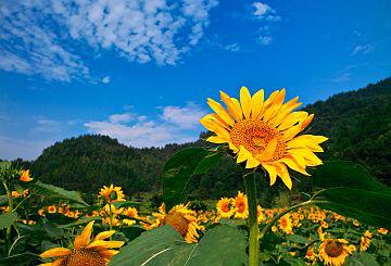 organicyogi's tweet image. Like the sunflower that follows every movement of the sun #GodIsGood #GodisGreat #GodismyGuide