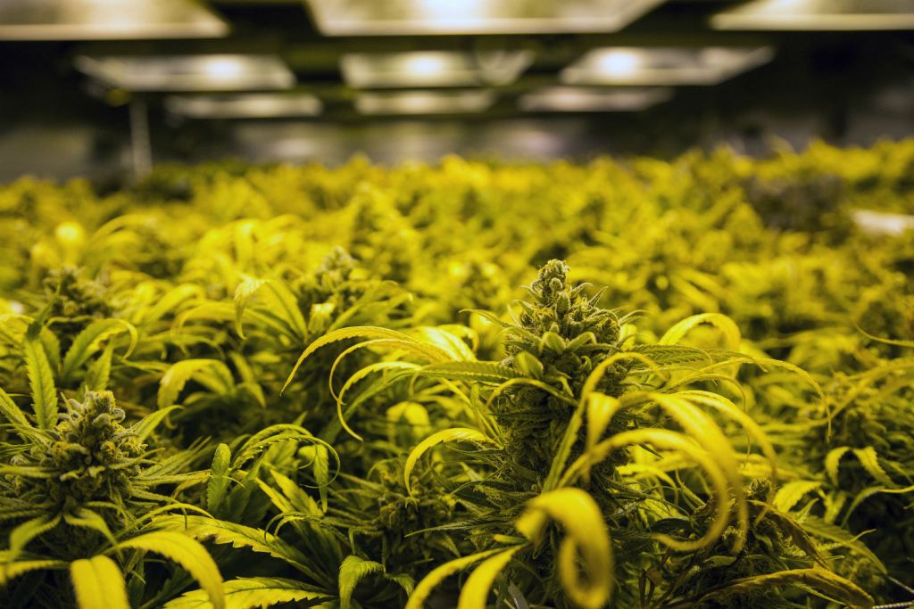7 states about ready to LEGALIZE WEED: stuffstonerslike.com/2015/01/which-…